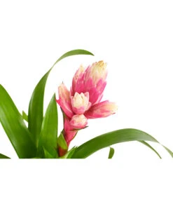 Guzmanie - Guzmania 'Candy' 7 Guzmanie - Guzmania 'Candy' -Outdoor Garten Geschäft 8223315 PR DE 001 GuzmaniaCandyT12DehnerExpressHerzig