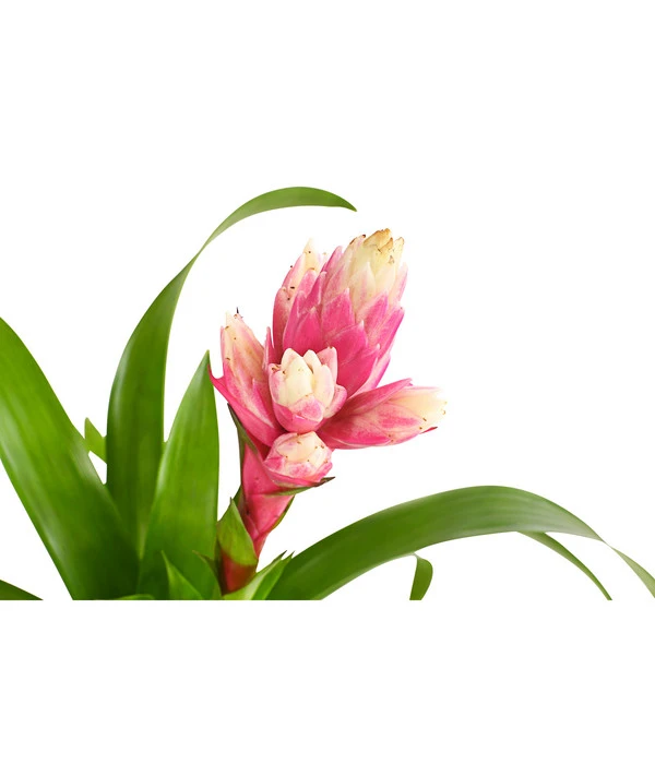 Guzmanie - Guzmania 'Candy' 4 Guzmanie - Guzmania 'Candy' – Bild 4