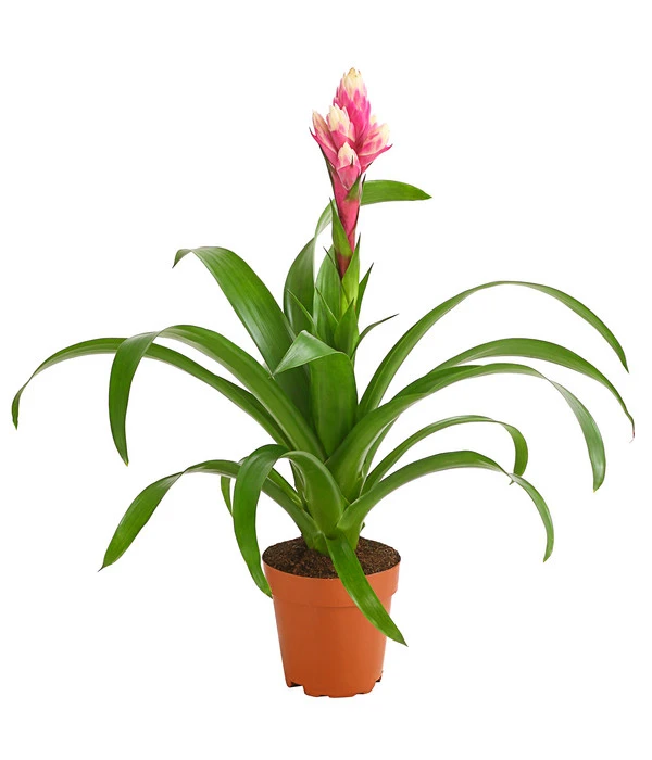 Guzmanie - Guzmania 'Candy' 1 Guzmanie - Guzmania 'Candy'