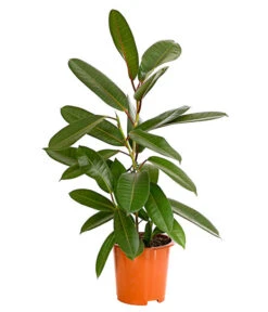 Westindische Lorbeer-Feige - Ficus Americana Subsp.guianensis 'Tresor'