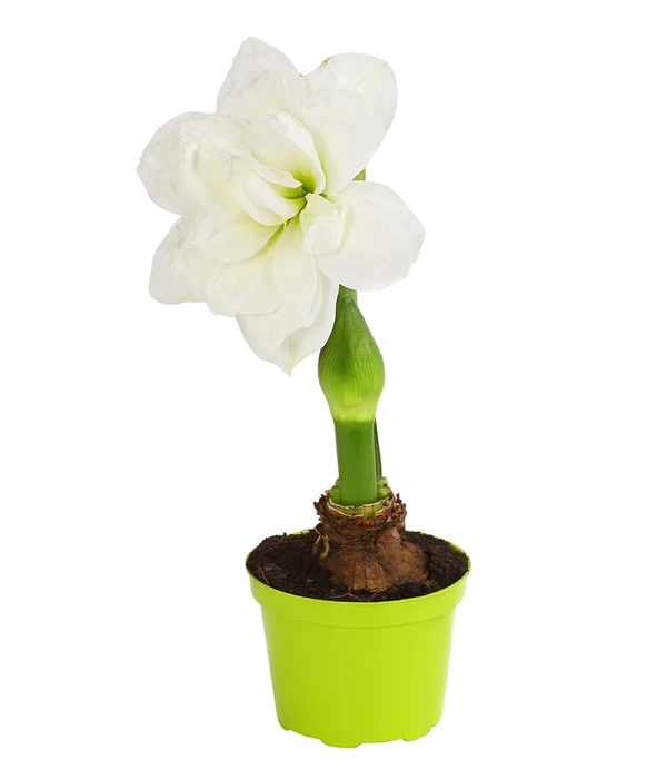 Amaryllis - Hippeastrum Hybride 'Alfresco' 1 Amaryllis - Hippeastrum Hybride 'Alfresco'