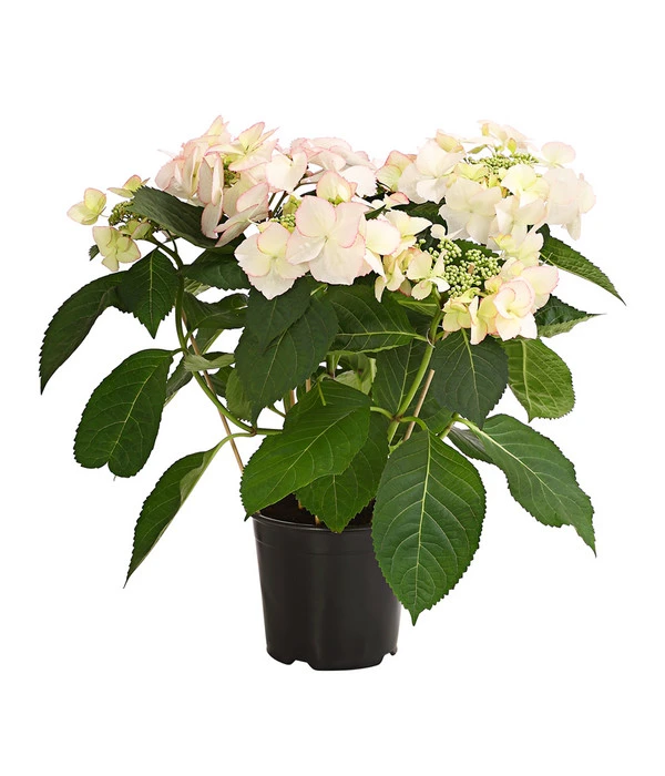 Hortensie 'Love You Kiss' 1 Hortensie 'Love You Kiss'