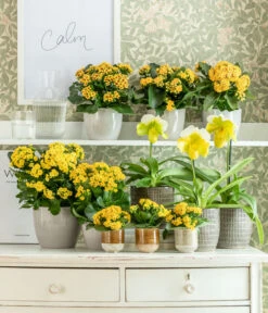 Frauenschuh - Paphiopedilum Complex Hybride 5 Frauenschuh - Paphiopedilum Complex Hybride -Outdoor Garten Geschäft 8240475 WE MO 001 KalanchoeGelb