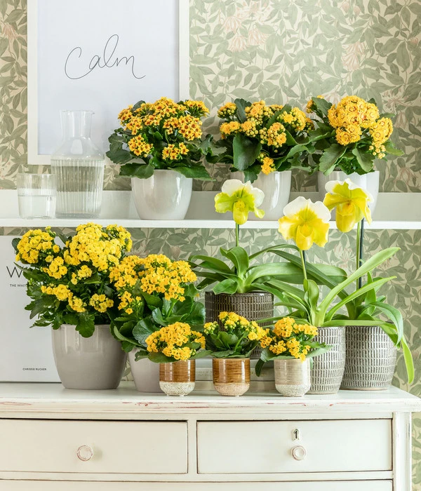 Frauenschuh - Paphiopedilum Complex Hybride 3 Frauenschuh - Paphiopedilum Complex Hybride – Bild 3