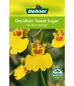 Oncidium - Oncidium Cultivars 'Sweet Sugar' 6 Oncidium - Oncidium Cultivars 'Sweet Sugar' -Outdoor Garten Geschäft 8249708 8251662 Oncidium Sweet Sugar Etikett 1