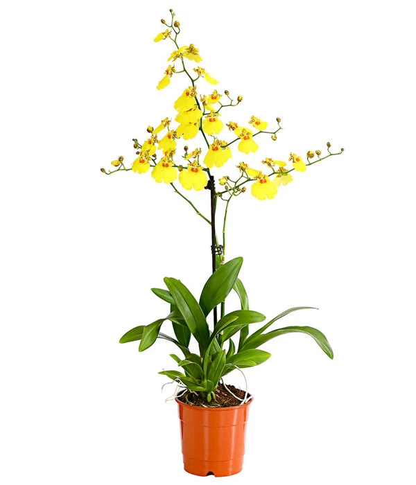 Oncidium - Oncidium Cultivars 'Sweet Sugar' 1 Oncidium - Oncidium Cultivars 'Sweet Sugar'