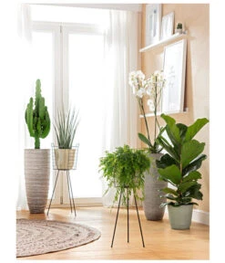 Schmetterlingsorchidee - Phalaenopsis Cultivars, Großblütig 7 Schmetterlingsorchidee - Phalaenopsis Cultivars, Großblütig -Outdoor Garten Geschäft 8253023 BodentiefeFensterHungerSimmeth