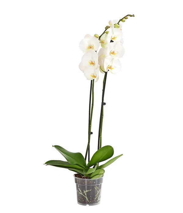Schmetterlingsorchidee - Phalaenopsis Cultivars, Großblütig 1 Schmetterlingsorchidee - Phalaenopsis Cultivars, Großblütig