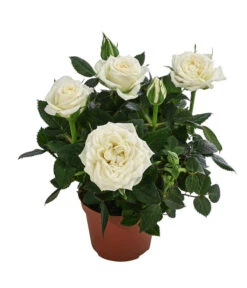 Topfrose - Rosa Chinensis, Verschiedene Sorten -Outdoor Garten Geschäft 8265357 WE FS 003 RosenMixMini