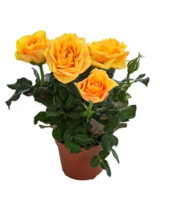 Topfrose - Rosa Chinensis, Verschiedene Sorten -Outdoor Garten Geschäft 8265357 WE FS 004 RosenMixMini