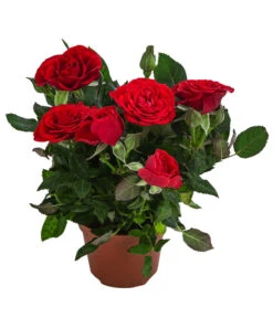 Topfrose - Rosa Chinensis, Verschiedene Sorten -Outdoor Garten Geschäft 8265357 WE FS 006 RosenMixMini