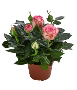 Topfrose - Rosa Chinensis, Verschiedene Sorten -Outdoor Garten Geschäft 8265357 WE FS 007 RosenMixMini
