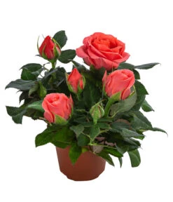 Topfrose - Rosa Chinensis, Verschiedene Sorten -Outdoor Garten Geschäft 8265357 WE FS 008 RosenMixMini