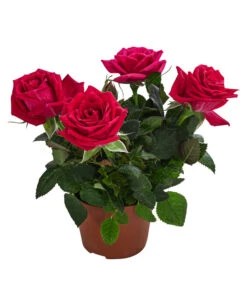 Topfrose - Rosa Chinensis, Verschiedene Sorten -Outdoor Garten Geschäft 8265357 WE FS 009 RosenMixMini