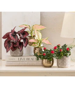 Topfrose - Rosa Chinensis, Verschiedene Sorten -Outdoor Garten Geschäft 8265357 WE MO 001 RosenMixT6Valentin