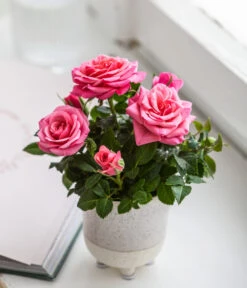 Topfrose - Rosa Chinensis, Verschiedene Sorten -Outdoor Garten Geschäft 8265357 WE MO 02 RoseMiniTopfakiko