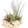 Tillandsien-Arrangement Auf Sansibar Rock - Tillandsia Hybride, 5-teilig