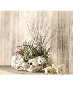 Tillandsien-Arrangement Auf Sansibar Rock - Tillandsia Hybride, 5-teilig -Outdoor Garten Geschäft 8270316 WE MO 001 TIllandsienAufSansibarRockXXL5PflanzenDehnerExpressHerzig
