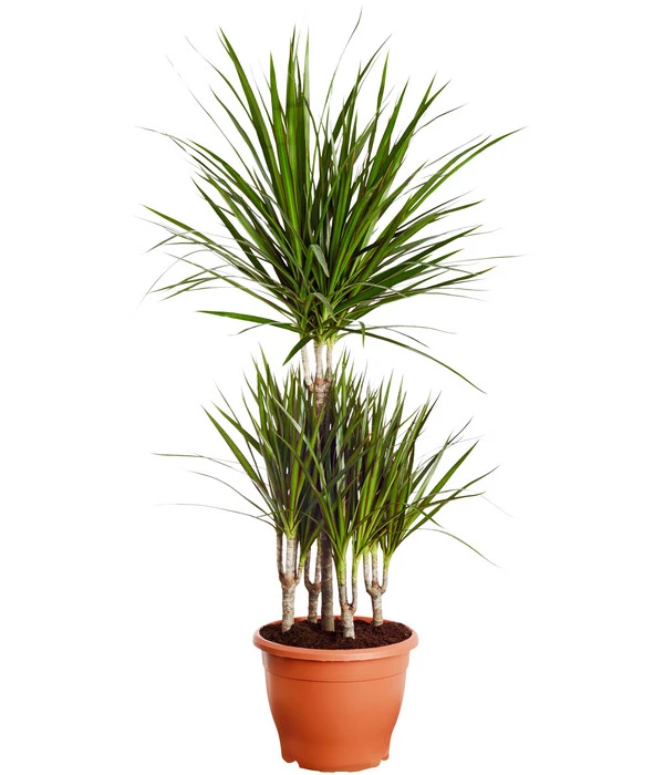Drachenbaum - Dracaena Marginata, Karussell 1 Drachenbaum - Dracaena Marginata, Karussell