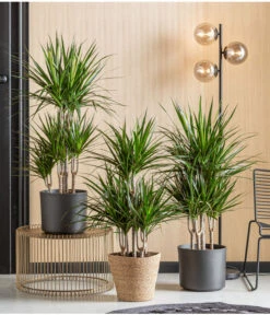 Drachenbaum - Dracaena Marginata, Karussell 6 Drachenbaum - Dracaena Marginata, Karussell -Outdoor Garten Geschäft 8272809 WE MO 001 DrachenbaumT24 Monatspflanze Oktober