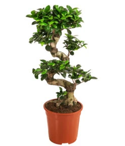 Chinesische Feige - Ficus Microcarpa 'Ginseng'