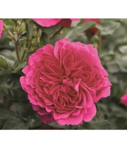 Nostalgie®-Strauchrose 'Soul®'