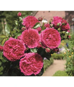 Nostalgie®-Strauchrose 'Soul®' -Outdoor Garten Geschäft 8294951 PR DE 004 StrauchroseSoulTantau