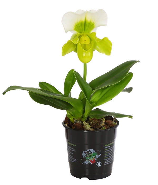 Frauenschuh - Paphiopedilum Complex Hybride 1 Frauenschuh - Paphiopedilum Complex Hybride