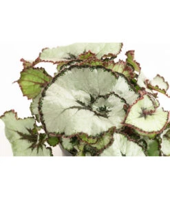 Blattbegonie - Begonia Rex Hybride, Verschiedene Sorten -Outdoor Garten Geschäft 8299638 WE DE 002 BegoniaRexMixT12