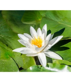 Dehner Aqua Seerose -Outdoor Garten Geschäft 8313595 PR DE 001 NymphaeaSeeroseWeissPrivatgartenLucknerMai2017