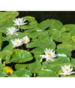 Dehner Aqua Seerose -Outdoor Garten Geschäft 8313595 PR MO 001 NymphaeaSeeroseWeissPrivatgartenLucknerMai2017