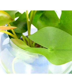 Dehner Aqua Seerose -Outdoor Garten Geschäft 8313595 WE DE 001 SeeroseTrockenWeissNymphaeaT11DehnerExpressHerzig