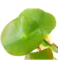 Dehner Seerose 'Attraction' -Outdoor Garten Geschäft 8316416 WE DE 001 SeeroseNymphaeaAttractionT11DehnerExpressHerzig