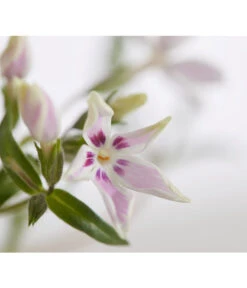 Teppich-Phlox 5 Teppich-Phlox -Outdoor Garten Geschäft 8363798 PR DE 001 PhloxDouglasiGestreiftT9DehnerExpressZS