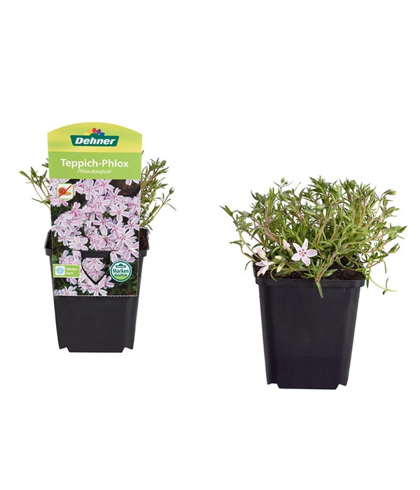 Teppich-Phlox 2 Teppich-Phlox – Bild 2
