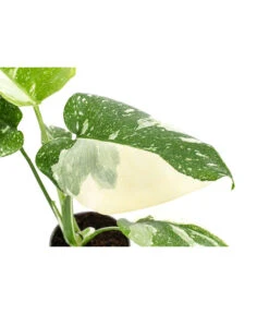 Fensterblatt - Monstera Deliciosa 'Thai Constellation', Panaschiert -Outdoor Garten Geschäft 8402034 WE DE 001 MonsteraThaiConstellationT6