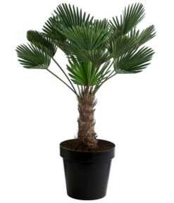 Bestseller 13 Wagners Hanfpalme, Ca. 110-130 Cm