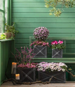 Liebesperlenstrauch 'Profusion' 11 Liebesperlenstrauch 'Profusion' -Outdoor Garten Geschäft 8501850 8213175 WE MO 001 Chrysanthemen 8620528 CyclameIndiaka