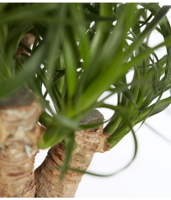 Elefantenfuß - Beaucarnea Recurvata, Verzweigt 2 Elefantenfuß - Beaucarnea Recurvata, Verzweigt – Bild 2