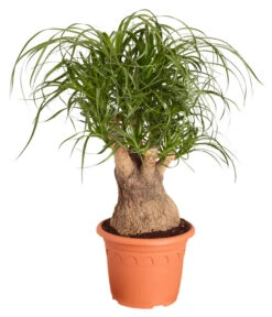 Elefantenfuß - Beaucarnea Recurvata, Verzweigt