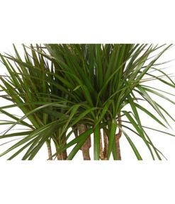 Drachenbaum - Dracaena Marginata, Karussell 7 Drachenbaum - Dracaena Marginata, Karussell -Outdoor Garten Geschäft 8510992 8272809 WE DE 001 DrachenbaumDracaenaMarginataKarusellT29T26DehnerExpressHerzig