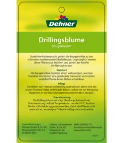 Drillingsblume, Ministamm -Outdoor Garten Geschäft 8583700 DrillingsblumeStamm 28012016 2