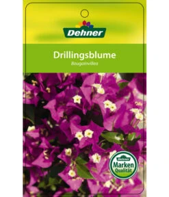 Drillingsblume, Ministamm -Outdoor Garten Geschäft 8583700 Drillingsblume 28012016 1