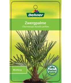 Blaue Zwergpalme -Outdoor Garten Geschäft 8584401 Chamaeropshumiliscerifera 15112016 1