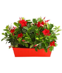 Dipladenie, Im Kasten