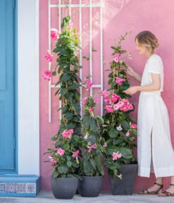 Dipladenie, Pyramide, Rosa -Outdoor Garten Geschäft 8594434 WE MO 001 DiplandenienMadevilla