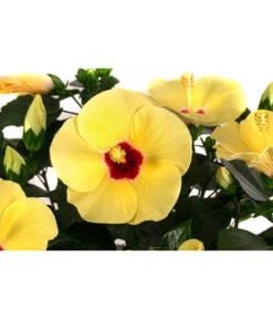 Hibiskus In Schale, Verschiedene Sorten 17 Hibiskus In Schale, Verschiedene Sorten -Outdoor Garten Geschäft 8595225 WE DE 001 HibiskusSchaleT21