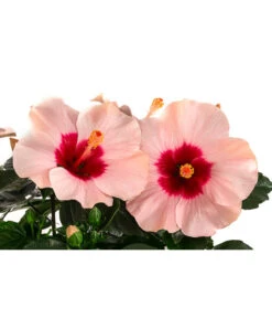 Hibiskus In Schale, Verschiedene Sorten 14 Hibiskus In Schale, Verschiedene Sorten -Outdoor Garten Geschäft 8595225 WE DE 002 HibiskusSchaleT21