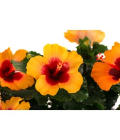 Hibiskus In Schale, Verschiedene Sorten 15 Hibiskus In Schale, Verschiedene Sorten -Outdoor Garten Geschäft 8595225 WE DE 003 HibiskusSchaleT21
