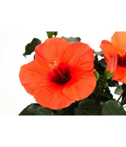 Hibiskus In Schale, Verschiedene Sorten 16 Hibiskus In Schale, Verschiedene Sorten -Outdoor Garten Geschäft 8595225 WE DE 004 HibiskusSchaleT21